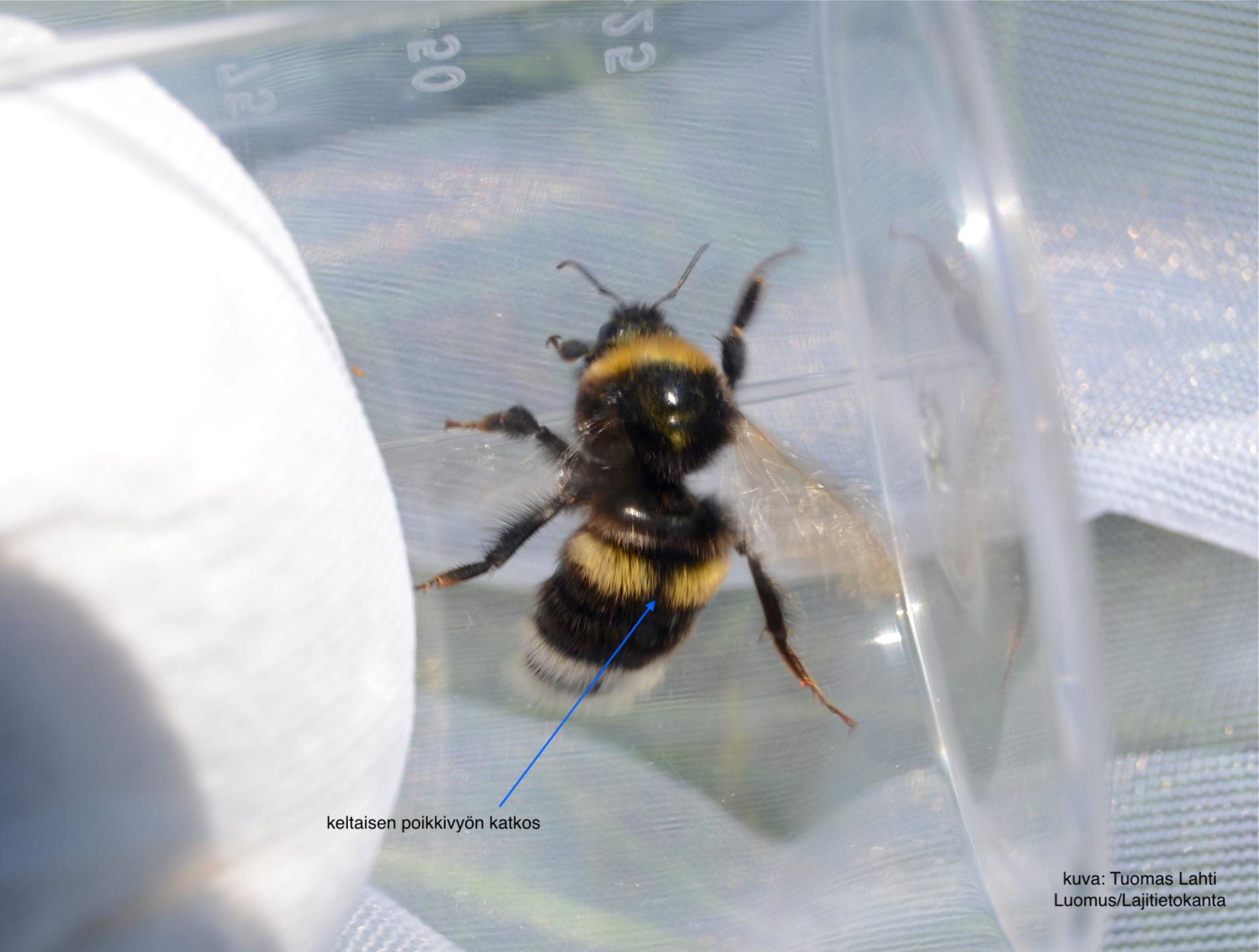 SPS - tunturiseurannat.fi