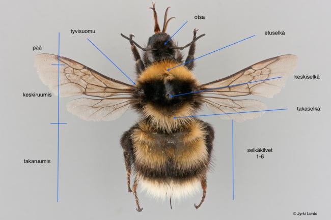 SPS - tunturiseurannat.fi
